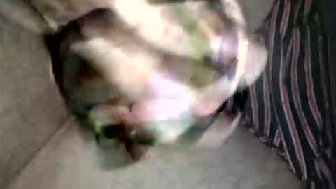 Superfeno online show from February 2026 03:13:02 AM