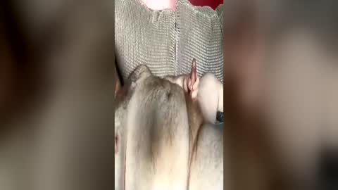 partspusher2448 online show from June 2026 07:42:01 PM