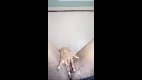 paulveshmah online show from March 2026 12:42:02 PM