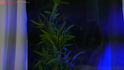 Snapshot of perfectt33n chatting on January 2025 12:37:01 PM Dee online show from January 2025 12:37:01 PM