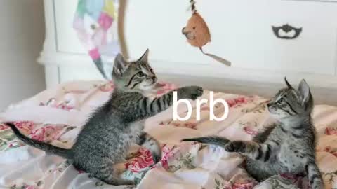 Kitty online show from July 2026 01:01:01 AM