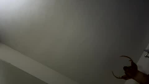 Snapshot of playerpleasure chatting on November 2025 03:49:02 AM playerpleasure online show from November 2025 03:49:02 AM