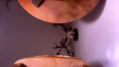 PornStriker online show from October 2025 04:24:02 AM