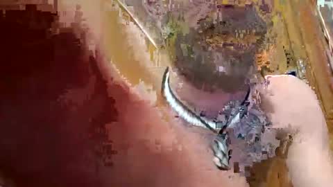 Snapshot of prettysolidd7 chatting on December 2024 02:42:01 AM prettysolidd7 online show from December 2024 02:42:01 AM