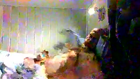 real_viking1 online show from December 2025 07:58:01 AM