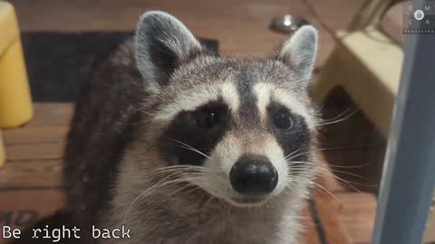 Snapshot of rndmzd chatting on February 2025 02:37:01 PM Ryan aka KeylimeRy online show from February 2025 02:37:01 PM