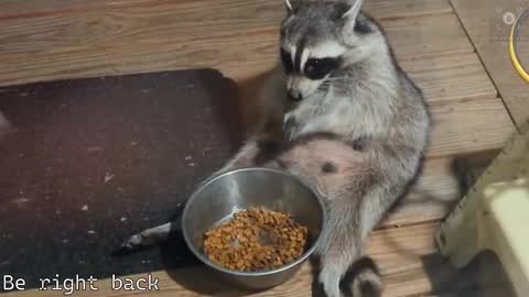 Snapshot of rndmzd chatting on February 2025 08:31:02 AM Ryan aka KeylimeRy online show from February 2025 08:31:02 AM