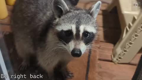 Snapshot of rndmzd chatting on September 2025 11:56:02 AM Ryan aka KeylimeRy online show from September 2025 11:56:02 AM