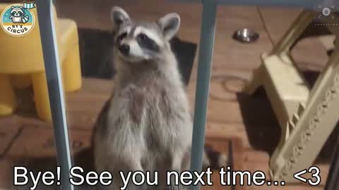 Snapshot of rndmzd chatting on October 2025 12:52:02 AM Ryan aka KeylimeRy online show from October 2025 12:52:02 AM