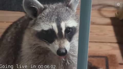 Snapshot of rndmzd chatting on November 2025 08:03:02 AM Ryan aka KeylimeRy online show from November 2025 08:03:02 AM