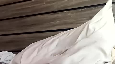 Snapshot of saucybear666 chatting on January 2025 06:46:01 PM SnowBunny online show from January 2025 06:46:01 PM