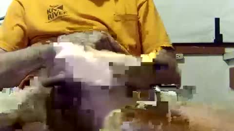 Snapshot of scoutiii chatting on March 2025 10:37:01 AM scoutiii online show from March 2025 10:37:01 AM