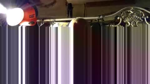 Snapshot of scoutiii chatting on October 2025 11:43:01 AM scoutiii online show from October 2025 11:43:01 AM