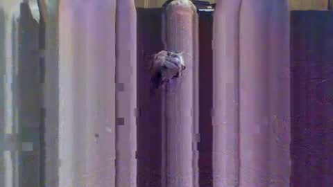 Snapshot of sexybeast_2 chatting on September 2025 11:43:02 AM sexybeast_2 online show from September 2025 11:43:02 AM