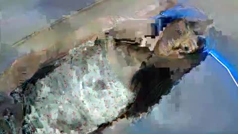 Snapshot of shanegreents chatting on March 2025 04:23:02 AM bini aiah online show from March 2025 04:23:02 AM