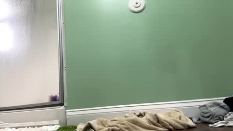 Snapshot of shyg1r1 chatting on February 2025 09:36:01 PM Sasha online show from February 2025 09:36:01 PM