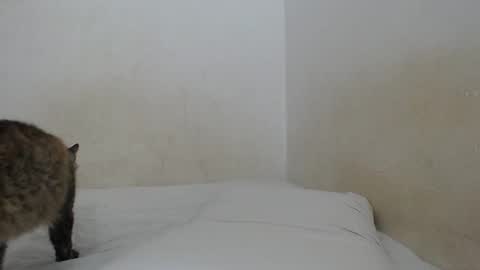 sirajones online show from February 2025 12:47:02 AM