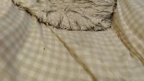 Snapshot of skinnytrans69 chatting on January 2026 12:09:02 PM skinnytrans69 online show from January 2026 12:09:02 PM