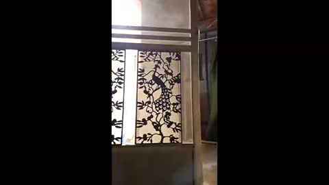 syevecrl online show from February 2026 01:54:01 AM