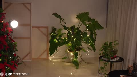 Tifa online show from December 2024 09:13:02 PM