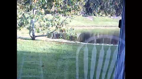 Snapshot of tonymcfly99 chatting on February 2025 09:43:01 PM tonymcfly99 online show from February 2025 09:43:01 PM