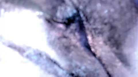   Stella Hanlon    - - online show from February 2025 03:18:02 AM