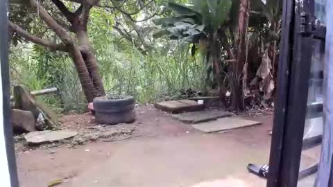 venus ... zeus sheer  online show from January 2026 12:42:01 PM