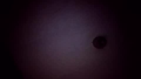 vujadetr online show from February 2026 08:04:02 AM