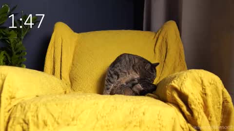 Snapshot of waynenorth chatting on September 2025 03:13:02 PM waynenorth online show from September 2025 03:13:02 PM