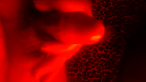 whor4mor online show from January 2025 01:03:01 PM