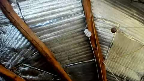 wildforestmuse  twitter online show from July 2026 06:05:01 AM