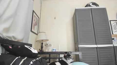 xdreamangel online show from January 2025 07:16:02 AM