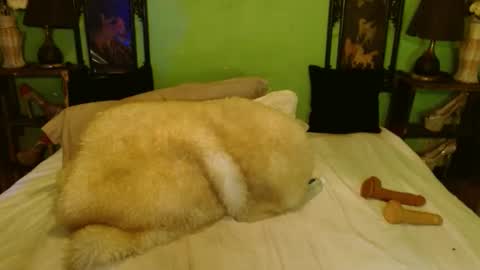 Snapshot of xxxpamelabombxxx chatting on February 2025 07:46:01 PM PAMPAM online show from February 2025 07:46:01 PM