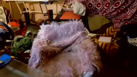 Snapshot of your_dog chatting on October 2025 05:08:01 AM Taylor Tash online show from October 2025 05:08:01 AM