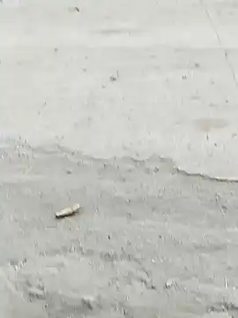 Monster Bigdick online show from December 2024 10:56:01 AM