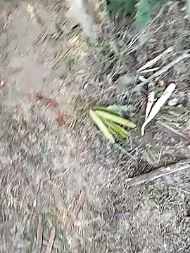 Monster Bigdick online show from January 2025 11:07:01 AM