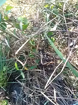 Snapshot of Nkumar173 chatting on November 2025 05:51:02 AM Nkumar173 online show from November 2025 05:51:02 AM