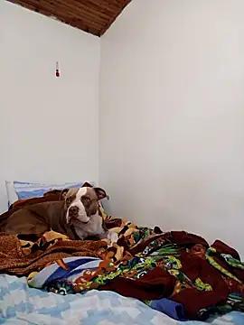 sebasxx97 online show from November 2025 02:17:01 PM