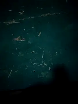 Rikipollav online show from December 2025 03:45:02 AM