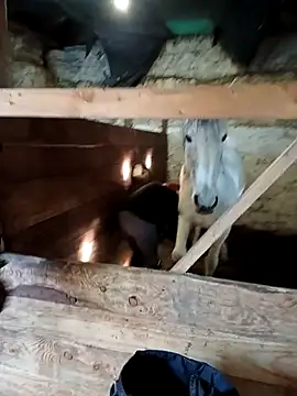 Tortuga95PL online show from February 2026 10:54:01 AM