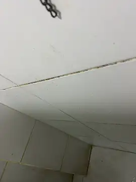 thfrances online show from February 2026 03:39:01 AM