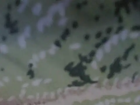 silky milky online show from October 2025 08:21:02 PM