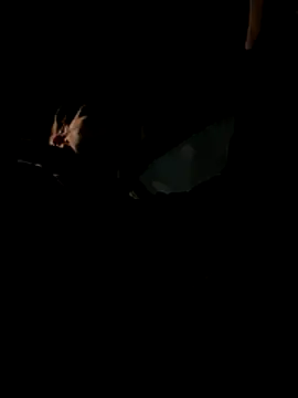 bigmerc online show from November 2025 09:57:02 PM