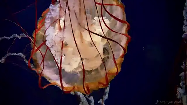 streamy test11 online show from December 2024 09:55:02 AM