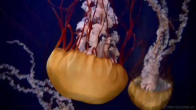 streamy test11 online show from December 2024 08:09:02 AM