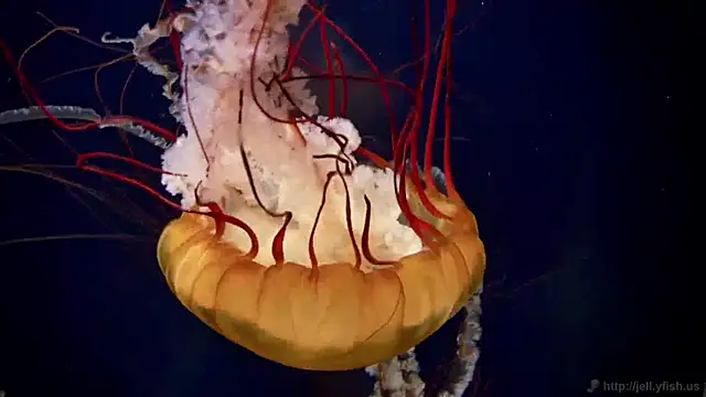 streamy test11 online show from December 2024 08:23:02 AM