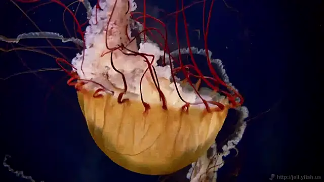 streamy test11 online show from December 2024 03:37:01 PM