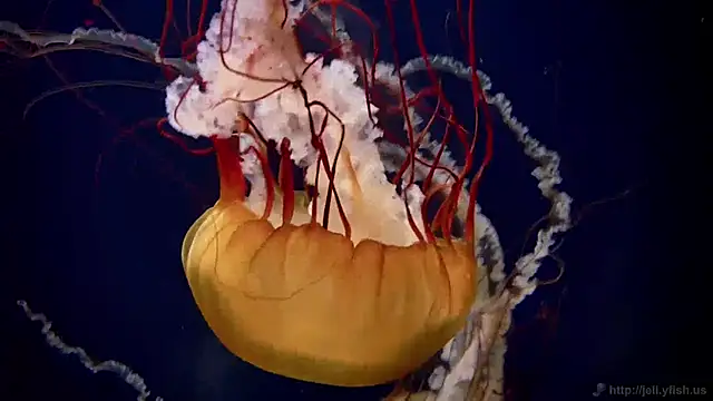 streamy test11 online show from January 2025 09:23:02 AM