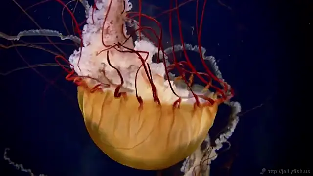 streamy test11 online show from January 2025 08:11:02 AM