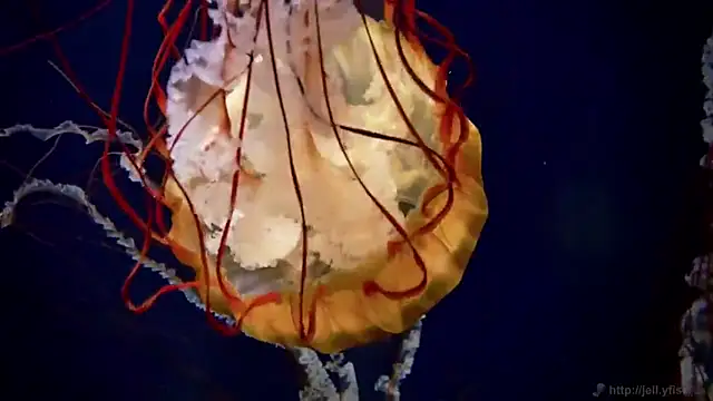 streamy test11 online show from March 2025 08:37:02 AM